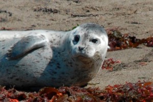 Carmell-California-146-Edit