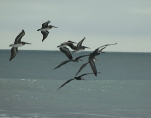 seabirds-10