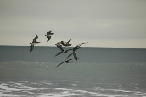 seabirds-11